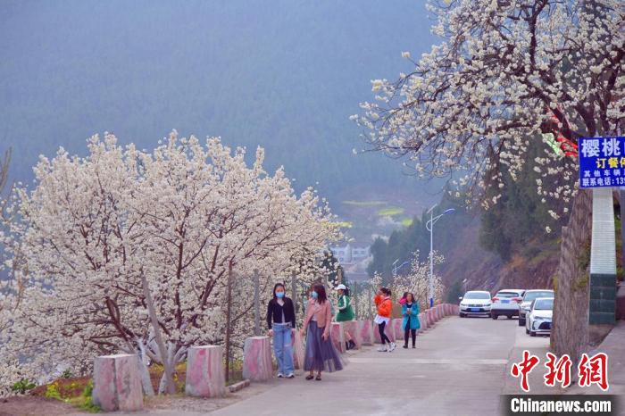 樱花谷景区成为广元乡村旅游亮丽名片。　苗志勇 摄