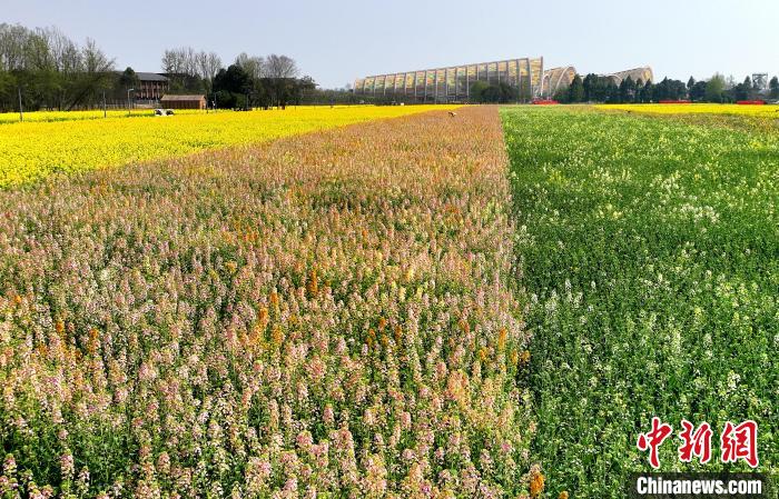 中国天府农业博览园里的彩色油菜花田。　安源 摄