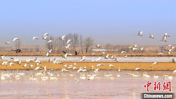 天鹅成群结队地“打卡”黄河湿地。　乌力更 摄