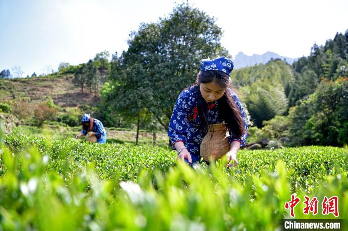 图为采茶姑娘在采摘茶叶。　丁铭华 摄