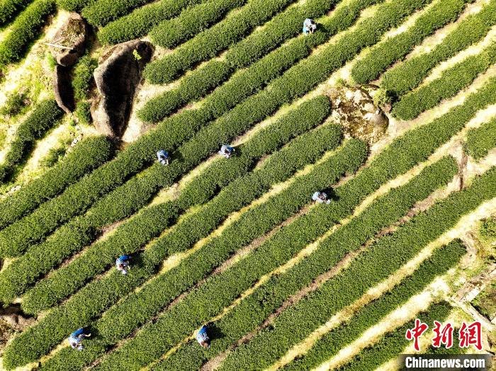 图为采茶姑娘在采摘茶叶，一派忙碌景象。　丁铭华 摄