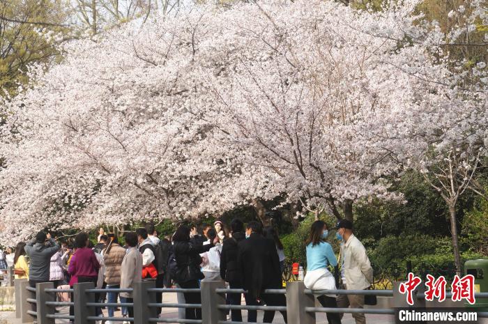 郑州樱花盛开市民赏樱踏春。　韩章云 摄